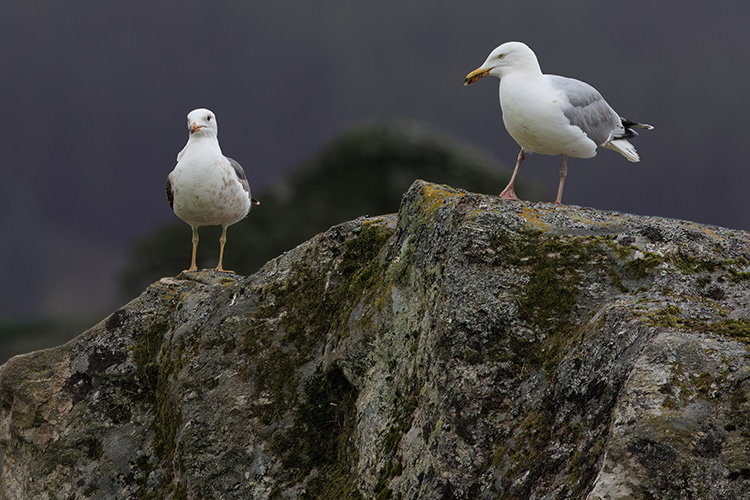 Herring gull Larus argentatus